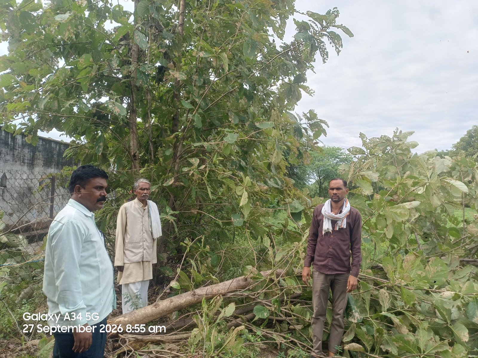 सगौन के पेड़ों पर मौसम की मार: प्रतिकूल परिस्थितियों से फसलों को हो रहा नुकसान - झांसी - LALITPUR LIVE TV